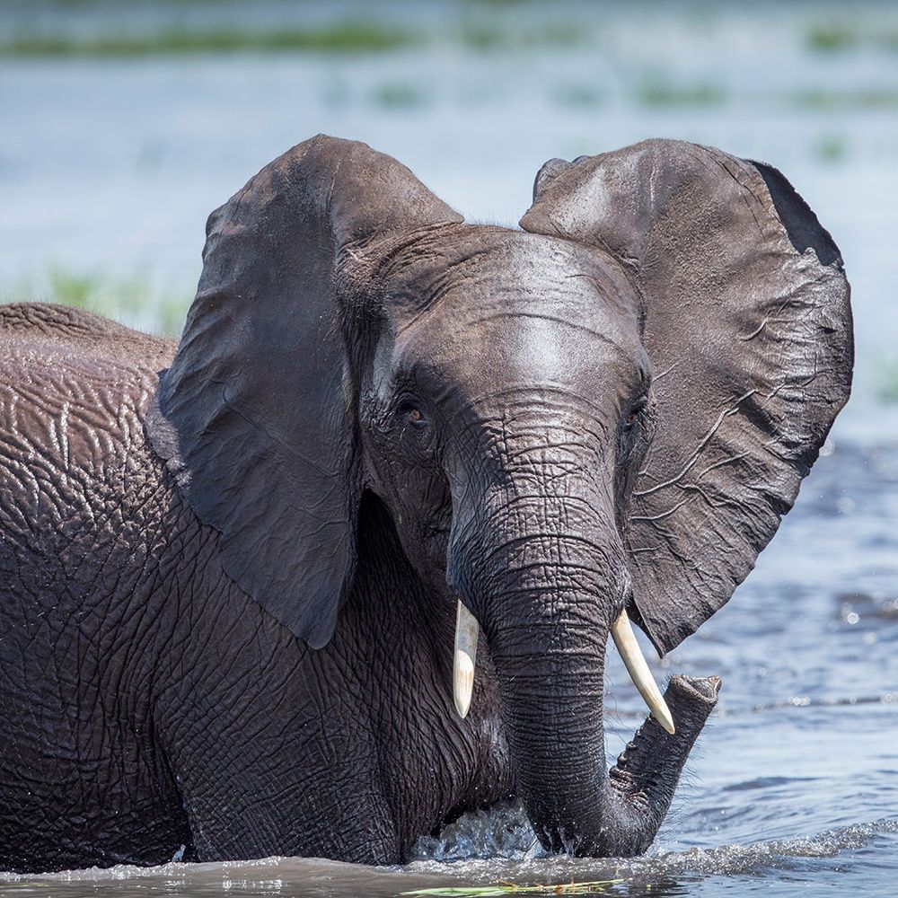 Africa-Botswana-Chobe National Park-Elephant plays and splashes while cooling off in Chobe River
